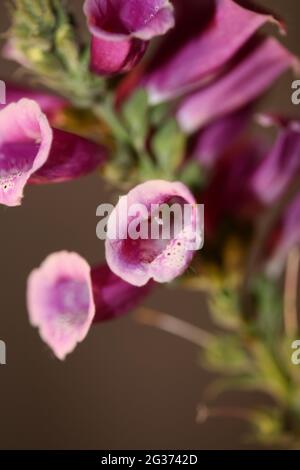 Lila Blume Blüte Nahaufnahme Hintergrund digitalis purpurea Familie plantaginaceae hohe Qualität große Größe Drucke Stockfoto