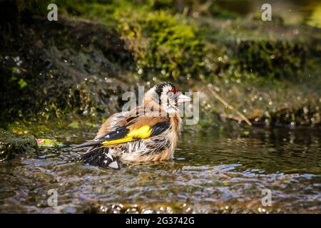 Erwachsener europäischer Goldfink (Carduelis carduelis), der im Bach im englischen Landgarten baden kann. Stockfoto