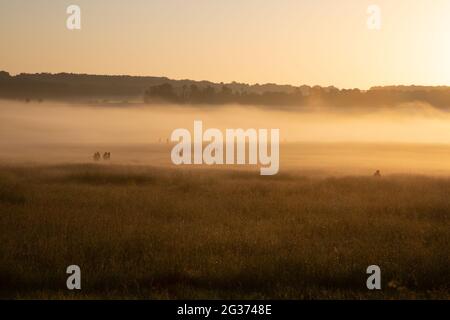 Morgennebel auf der Salisbury Plain am Tag der Sommersonnenwende. Stonehenge, England, Großbritannien. Stockfoto