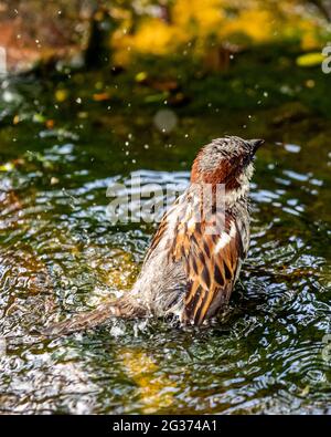 Erwachsene männliche Haussparrow (Passer domesticus), die im Bach im englischen Landgarten baden. Stockfoto