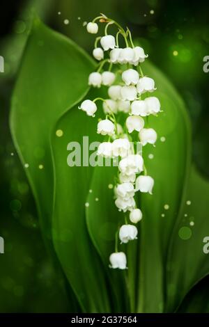 Maiglöckchen mit grünen Blättern aus nächster Nähe. Ein magischer Schein um weiße Blumen. Stockfoto