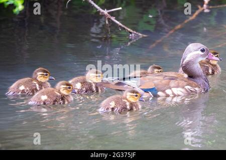 Eine weibliche Holzente, die auf einem Fluss mit ihren Enten schwimmend ist Stockfoto