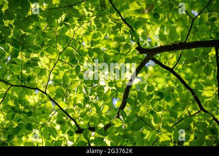 Frische grüne Blätter auf einem Baum im Wald Stockfoto