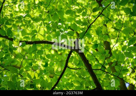 Frische grüne Blätter auf einem Baum im Wald Stockfoto
