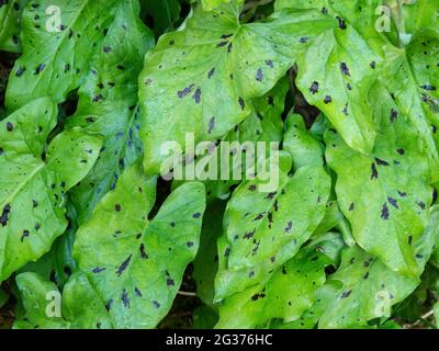 Gepunktete Blätter von Arum maculatum aka Cuckoo Pint. Stockfoto