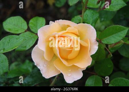 Blühende Gelbe Rosenblüte Mit Wassertropfen Stockfoto