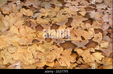 Copperhead Snake on Dead Leaves, Studie für Buch-Verheimlichung der Färbung im Tierreich (ca. 1910–1915) Abbott Handerson Thayer. Stockfoto