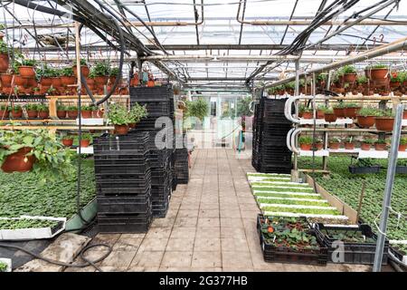 Bio-Gewächshaus mit saisonalen Blumen Sämling und Topfpflanzen für den Gartenbau in Töpfen Stockfoto