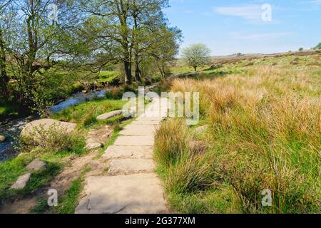 Ein gewundener Gritstone-Pfad folgt dem Burbage Brook durch offene Heideflächen in der Nähe der Padley Gorge in Derbyshire Stockfoto