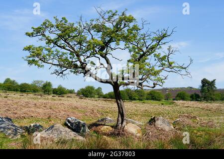 Kleiner, gedrehter und gebogener Baum, der zwischen Steinfelsen auf einem Hügel in der Landschaft von Derbyshire wächst Stockfoto