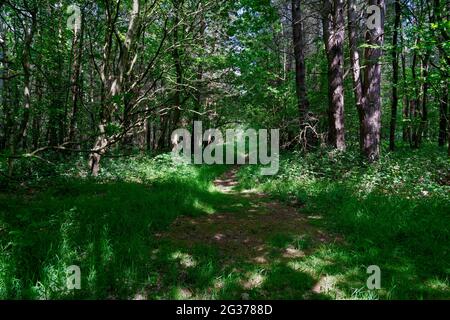 Sonnenverwöhnter Fußweg schlängelt sich durch üppige, dunkle Wälder in Padley Gorge, Derbyshire. Stockfoto