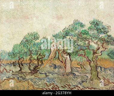 Kunst / Malerei – der Olivengarten (1889) von Vincent van Gogh. Stockfoto