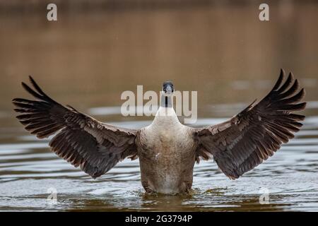 Eine Kanadagans (Branta canadensis) schlägt sich die Flügel, Nordrhein-Westfalen, Deutschland Stockfoto