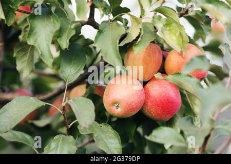 Rote Äpfel hängen an den Ästen an sonnigen Tagen und großer Ernte Stockfoto