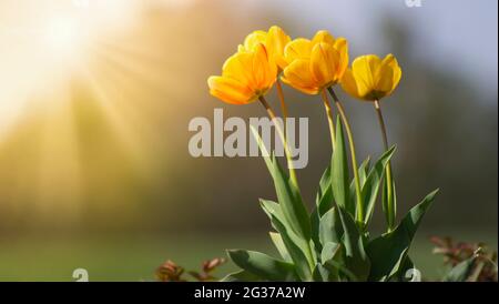 Gelbe Tulpen in der hellen Sonne im Garten auf dem Blumenbeet. Der Frühling blüht auf einem verschwommenen Rücken Stockfoto