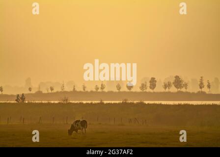 Sonnenuntergang Ansicht eines niederländischen Polders mit Silhouetten von Radfahrern und Kuh in Zoetermeer, Niederlande Stockfoto
