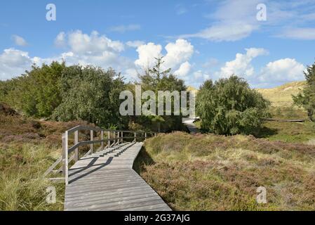 Bäume und Uferpromenade in den Dünen, Norddorf, Amrum, Nordfriesische Insel, Nordfriesland, Schleswig-Holstein, Deutschland Stockfoto