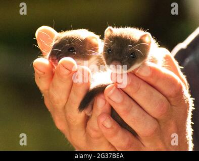 Babywiesel im British Wildlife Centre Stockfoto