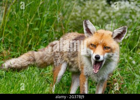 Fuchs am britischen Wildlife Center Stockfoto