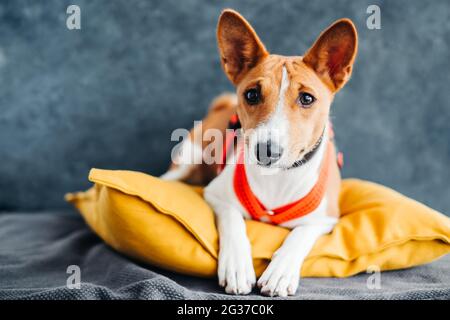 Porträt eines rot-weißen basenji-Hundes, der auf einem gelben Kissen sitzt. Stockfoto