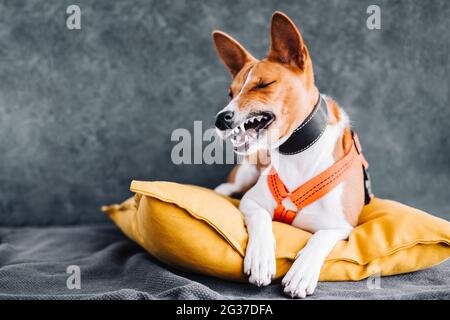 Porträt eines rot weißen basenji-Hundes, der auf einem gelben Kissen sitzt und lustige Grimasse macht. Stockfoto