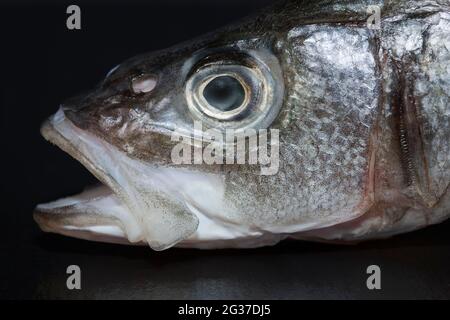 Der Kopf eines europäischen Seebasses (Dicentrarchus labrax), Deutschland Stockfoto