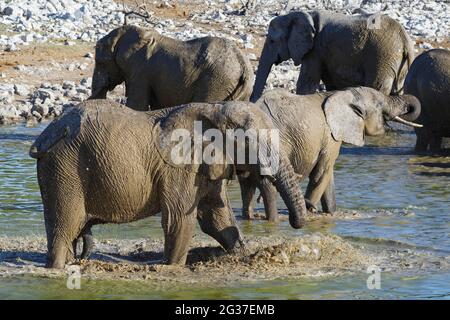 Afrikanische Buschelefanten (Loxodonta africana), trinkende Herde mit einem Schlammbad, Elefantenbulle, der sich mit schlammigem Wasser besprüht, Okaukuejo-Wasserloch, et Stockfoto