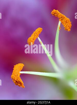 Nahaufnahme (Makro-)Bild von leuchtend orangefarbenem Pollen auf den Anthern einer Stargazer Lilie (Lilium 'Stargazer'), einer Sorte Orientalischer Lilie. Stockfoto