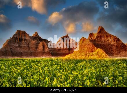 Gelber Steinklee und Felsformationen. Badlands Nationalpark, South Dakota. Stockfoto