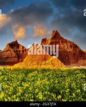 Gelber Steinklee und Felsformationen. Badlands Nationalpark, South Dakota. Stockfoto