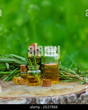 Eine Flasche Rosmarinöl auf einem Baumstumpf. Ätherisches Öl, natürliche Heilmittel. Natur. Selektiver Fokus Stockfoto