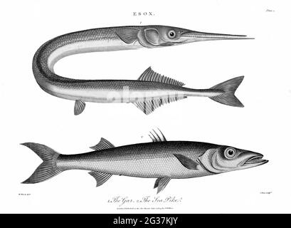 Esox - 1. Das Gar 2. Der Kupferstich von Sea Pike aus der Encyclopaedia Londinensis OR, Universal Dictionary of Arts, Sciences, and literature; Band VII; herausgegeben von Wilkes, John. Veröffentlicht 1810 in London Stockfoto