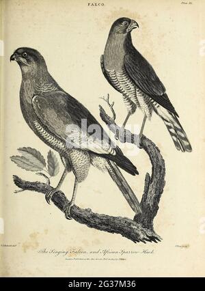 Singing Falcon, African Sparrow-Hawk Kupferstich aus der Encyclopedia Londinensis OR, Universal Dictionary of Arts, Sciences, and literature; Band VII; herausgegeben von Wilkes, John. Veröffentlicht 1810 in London Stockfoto