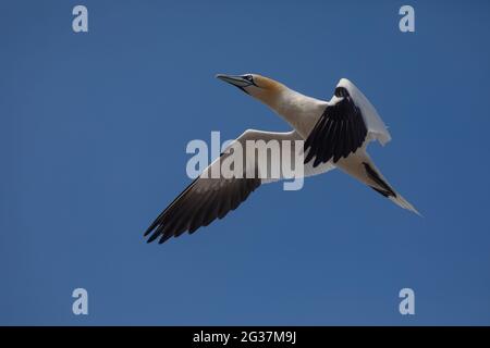 Nördliche Gannette (Morus bassanus) fliegt wie eine Rakete in den Himmel. Fotografiert am Bass Rock, Firth of Forth, Schottland, Großbritannien Stockfoto