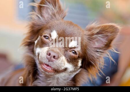 Lächelnde Langhaarschokolade chihuahua beim Blick auf die Kamera - flacher freiheitsgrad - Fokus auf die Augen Stockfoto