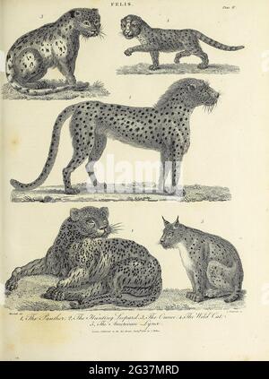 1. Der Panther 2. Der Jagdleopard, 3. Die Unze 4. The Wild Cat 5. Der amerikanische Lynx Kupferstich aus der Encyclopaedia Londinensis OR, Universal Dictionary of Arts, Sciences, and literature; Band VII; herausgegeben von Wilkes, John. Veröffentlicht 1810 in London Stockfoto