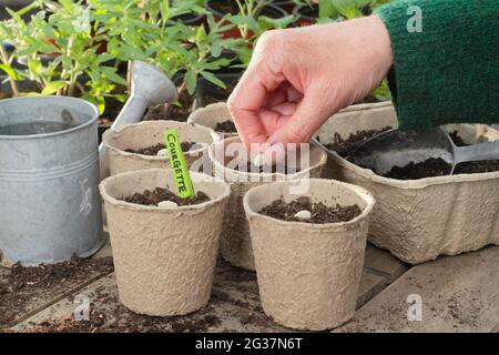 Zucchini aussäen. Frau, die Zucchini „Defender“ aussaat, indem sie jedes Saatgut einzeln auf den Seitenrand in einen biologisch abbaubaren Topf legt. VEREINIGTES KÖNIGREICH Stockfoto