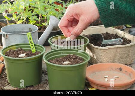 Zucchini aussäen. Die Frau sät Zucchini „Defender“, indem sie jedes Saatgut einzeln auf den Seitenrand in einen Topf legt. VEREINIGTES KÖNIGREICH Stockfoto