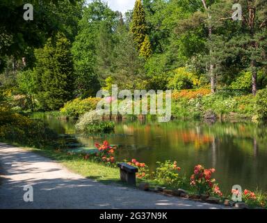 Verschiedene Sträucher und Bäume, darunter bunte Rhododendren, wachsen neben dem See bei Leonardslee Lakes and Gardens, Horsham, West Sussex, Großbritannien Stockfoto