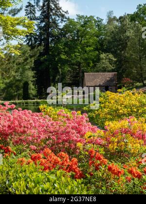 Verschiedene Sträucher und Bäume, darunter bunte Rhododendren, wachsen neben dem See bei Leonardslee Lakes and Gardens, Horsham, West Sussex, Großbritannien Stockfoto