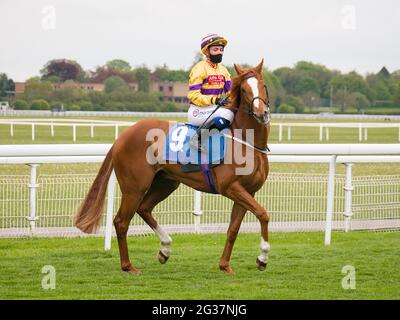 Jockey Megan Nicholls reitet Intello Boy und wartet auf den Start des irischen Vollblut-Marketing-Handicaps bei York Races. Stockfoto