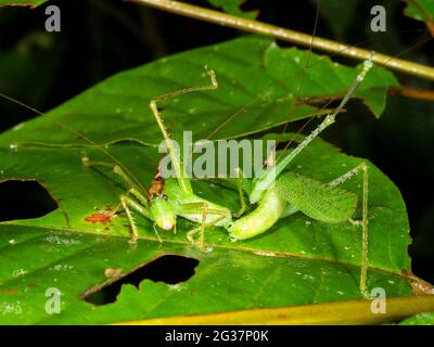 Zwei männliche Coneheads (Melanophoxus brunneri) im Kampf. Provinz Morona Santiago im ecuadorianischen Amazonas. Stockfoto