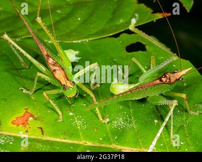 Zwei männliche Coneheads (Melanophoxus brunneri) im Kampf. Provinz Morona Santiago im ecuadorianischen Amazonas. Stockfoto