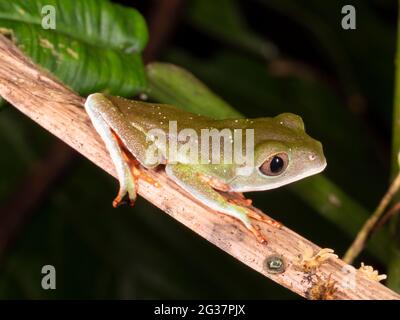 Juveniler Tarsier-Blattfrosch (Phyllomedusa tarsius) im Regenwald, Provinz Morona Santiago, Ecuador Stockfoto