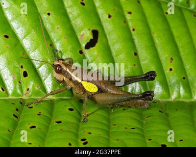 Grasshopper im Unterholz des Regenwaldes, Provinz Morona Santiago, Ecuador Stockfoto