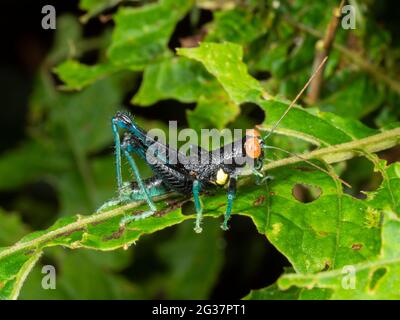 Eine farbenfrohe Heuschrecke im Unterholz des Regenwaldes, Provinz Morona Santiago, Ecuador Stockfoto