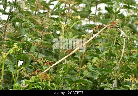 Libellula quadrimaculata, ein vierfleckiger Chaser, steht auf einem Schilfstiel im Naturschutzgebiet Ham Wall RSPB auf den Somerset-Ebenen. Avalon mar Stockfoto