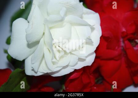 Nahaufnahme weiße Rosen, Blumen Sommer schönes Bild. Stockfoto