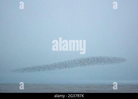 Eine sternenhafte Murmuration vor dem Strand bei Dämmerung in Brighton, East Sussex, Großbritannien Stockfoto