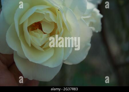 Nahaufnahme weiße Rosen, Blumen Sommer schönes Bild. Stockfoto